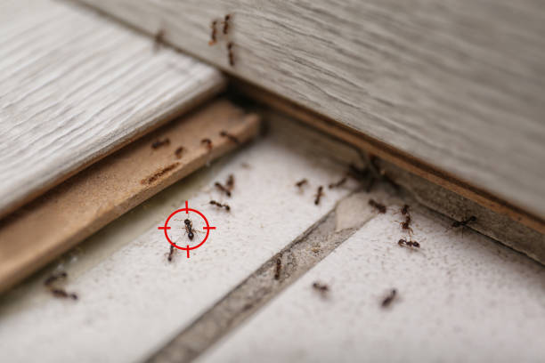 Flea Control Services in Forrest City, AR
