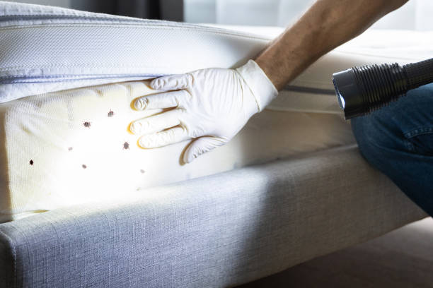 Best Mosquito Control Services  in Forrest City, AR