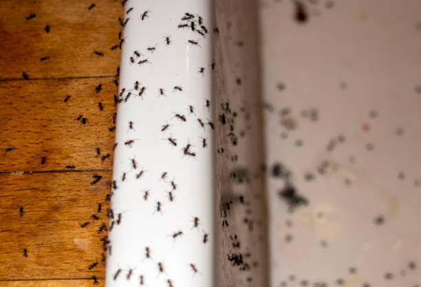 Reliable Forrest City, AR Pest Control Solutions